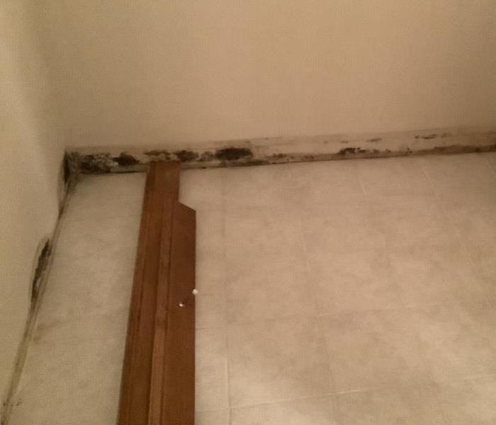 growth behind baseboards after water damage