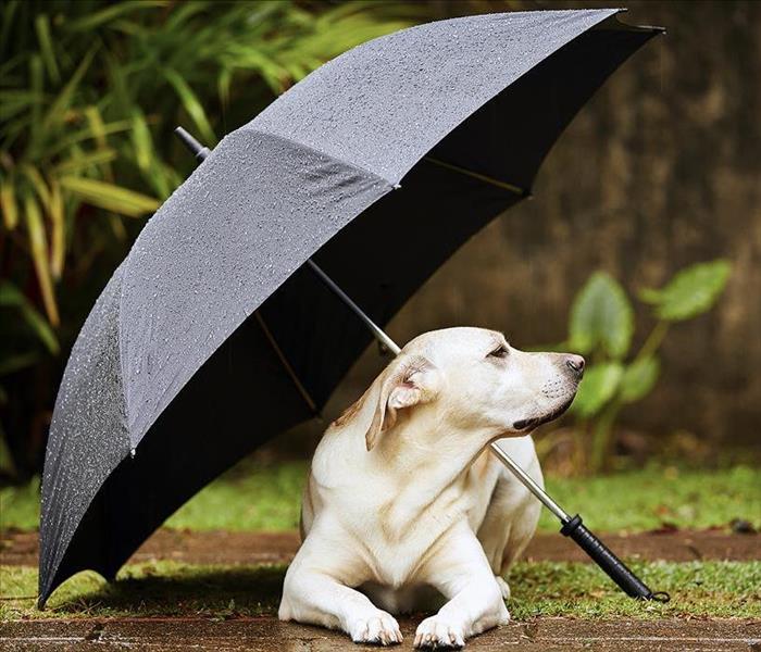 dog sitting under an umbrella